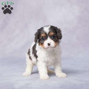 Bart, Cavapoo Puppy